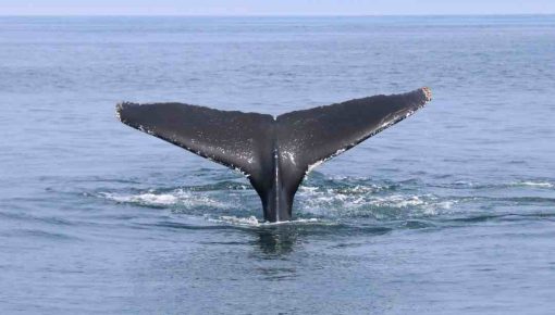 Humpback Whale Watching Guide