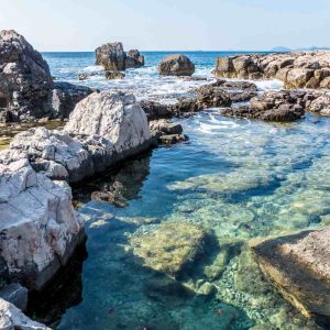 Rock Pool Habitat