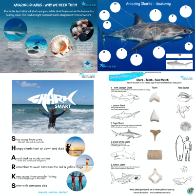 Whale teaching resources