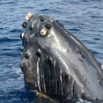 Humpback Whale Resources