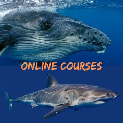 Humpback Whales Course