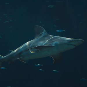 Bull Shark