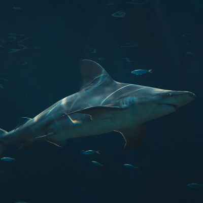 Bull Shark