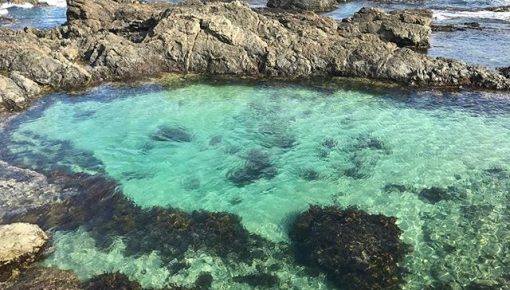 Rock pool habitat Shelley Beach