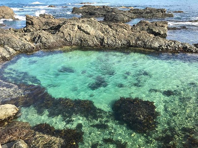 Rock pool habitat Shelley Beach