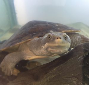 Turtle Adaptations