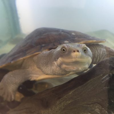 Turtle Adaptations