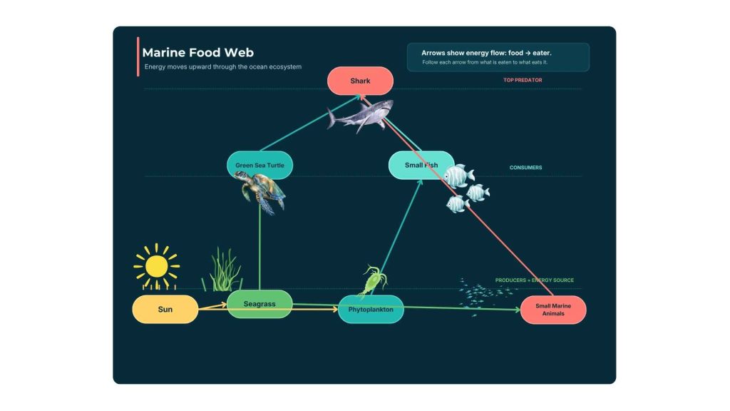 Marine Habitats & Food Webs